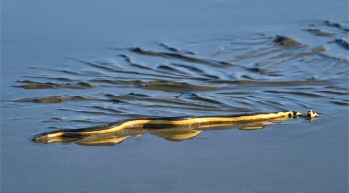 Scopri perché i serpenti marini muoiono spesso di sete mentre sono circondati dall'acqua
