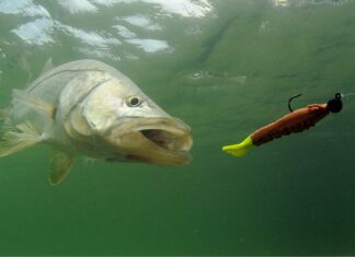  Mostri del Lago!  I 10 pesci trofei più grandi mai catturati in Alabama
