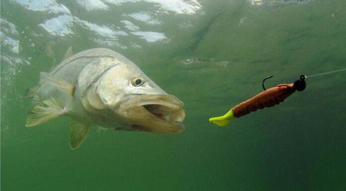  Mostri del Lago!  I 10 pesci trofei più grandi mai catturati in Alabama
