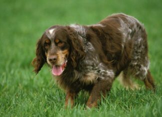 Piccardia Spaniel
