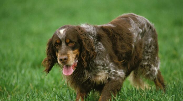 Piccardia Spaniel
