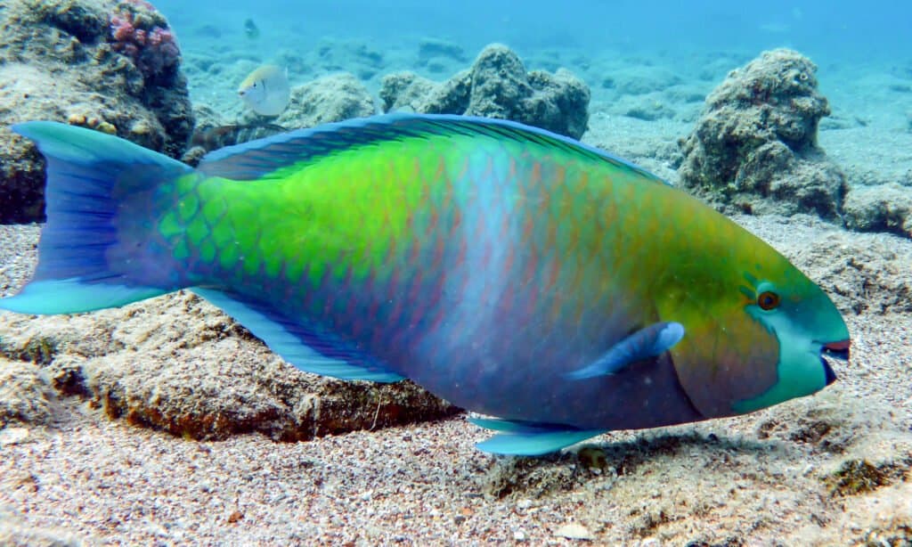 pesce pappagallo blu e verde che nuota sott'acqua