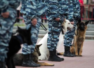 Scopri 4 razze di cani militari
