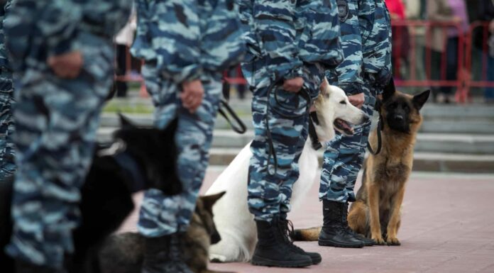 Scopri 4 razze di cani militari
