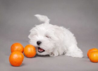 I cani possono bere il succo d'arancia in sicurezza?
