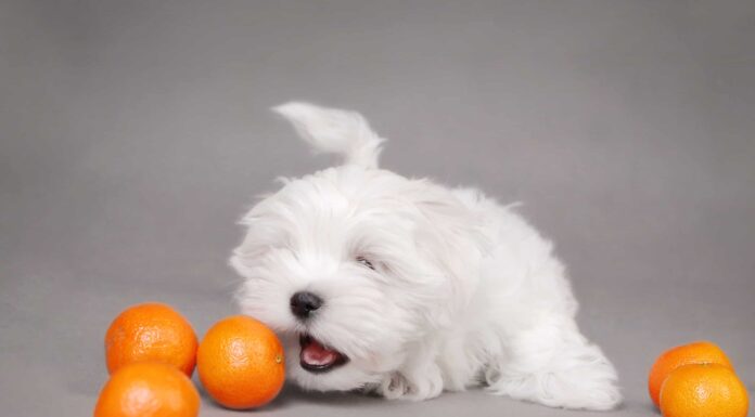 I cani possono bere il succo d'arancia in sicurezza?
