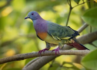 Piccione verde dal collo rosa
