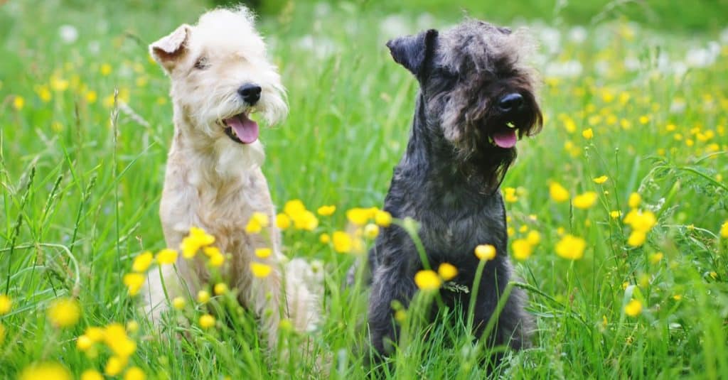 Cani Lakeland Terrier rossi e blu seduti all'aperto su un'erba verde con fiori gialli