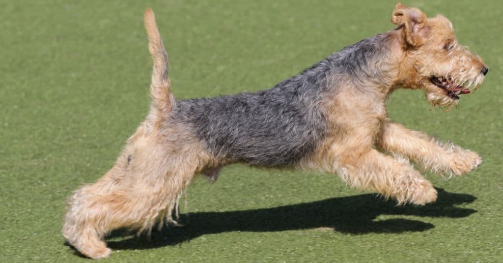 Lakeland Terrier sul percorso di agilità