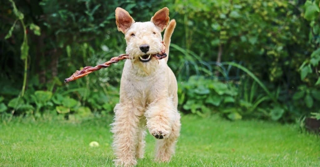 Lakeland Terrier che gioca