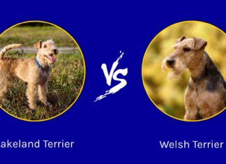 Lakeland Terrier vs Welsh Terrier: quali sono le loro differenze?
