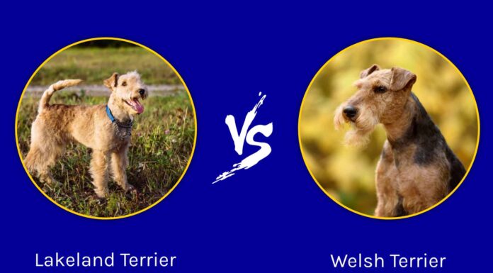 Lakeland Terrier vs Welsh Terrier: quali sono le loro differenze?
