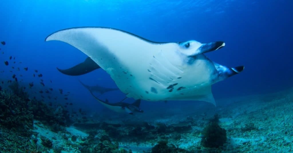 Il pesce più grande: Reef Manta Ray