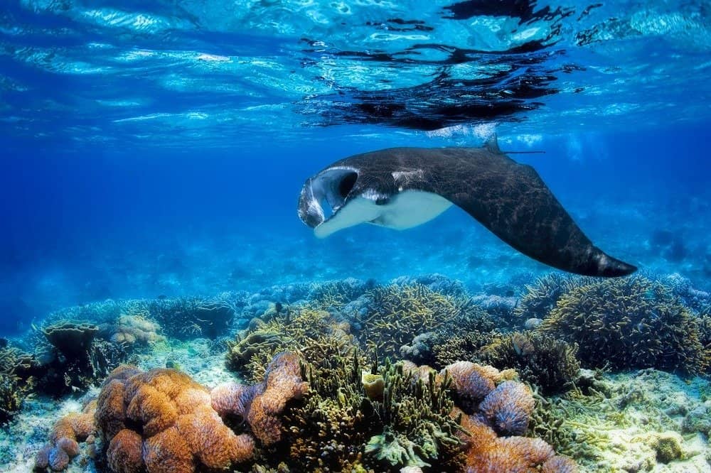 Manta ray alimentazione del filtro al di sopra di una barriera corallina nelle acque blu di Komodo