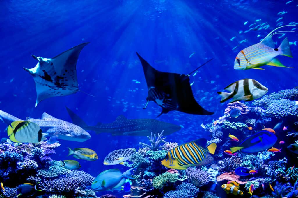 Manta ray nuotare nella barriera corallina.