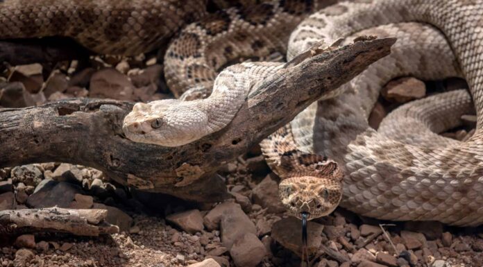 Pit Vipera
