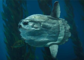 Scopri il Sunfish più grande mai registrato
