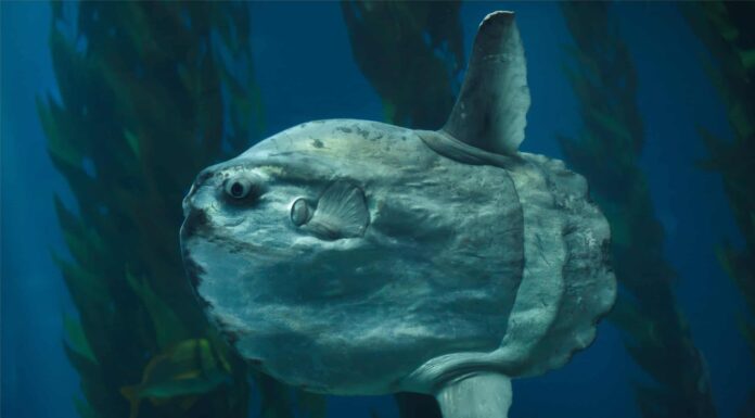 Scopri il Sunfish più grande mai registrato
