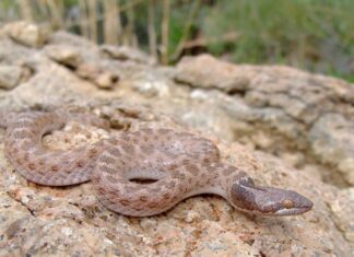 7 serpenti che cacciano di notte
