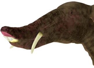 Platybelodon
