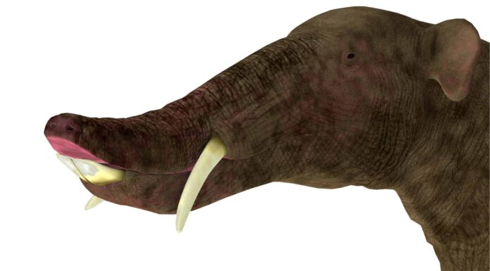 Platybelodon
