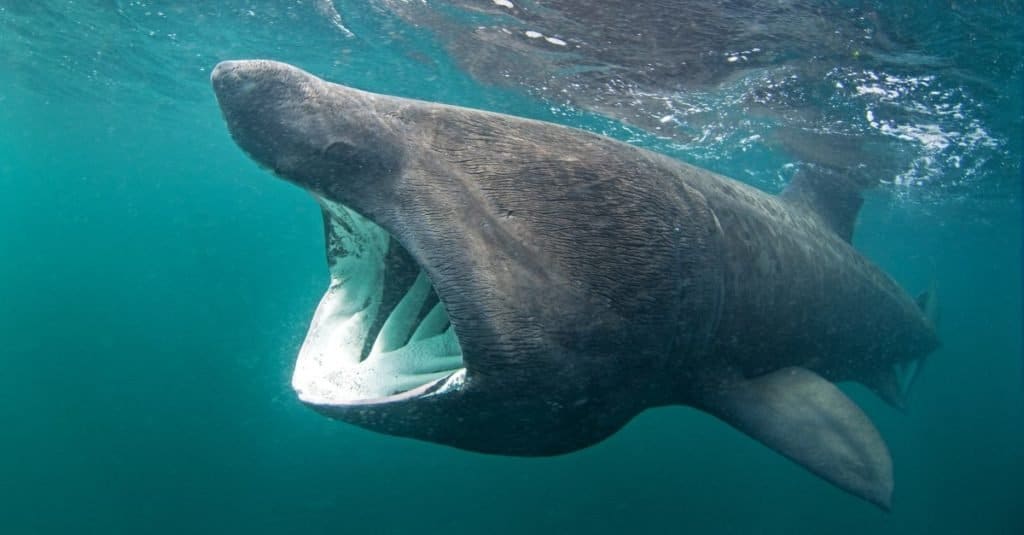 Il più grande squalo: lo squalo elefante