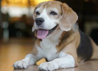 Beagle tascabile
