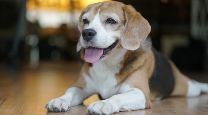 Beagle tascabile
