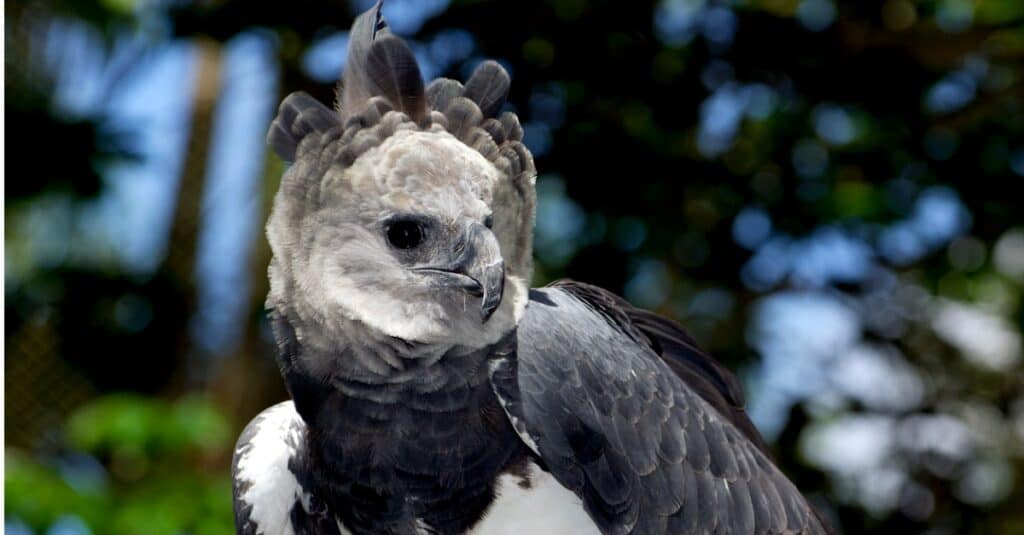 l'uccello più letale della terra: l'aquila arpia
