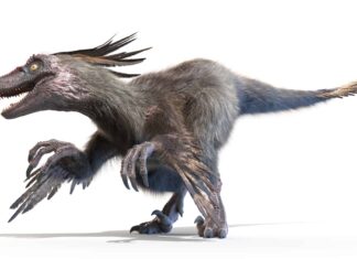 Raptor vs Velociraptor: quali sono le differenze?
