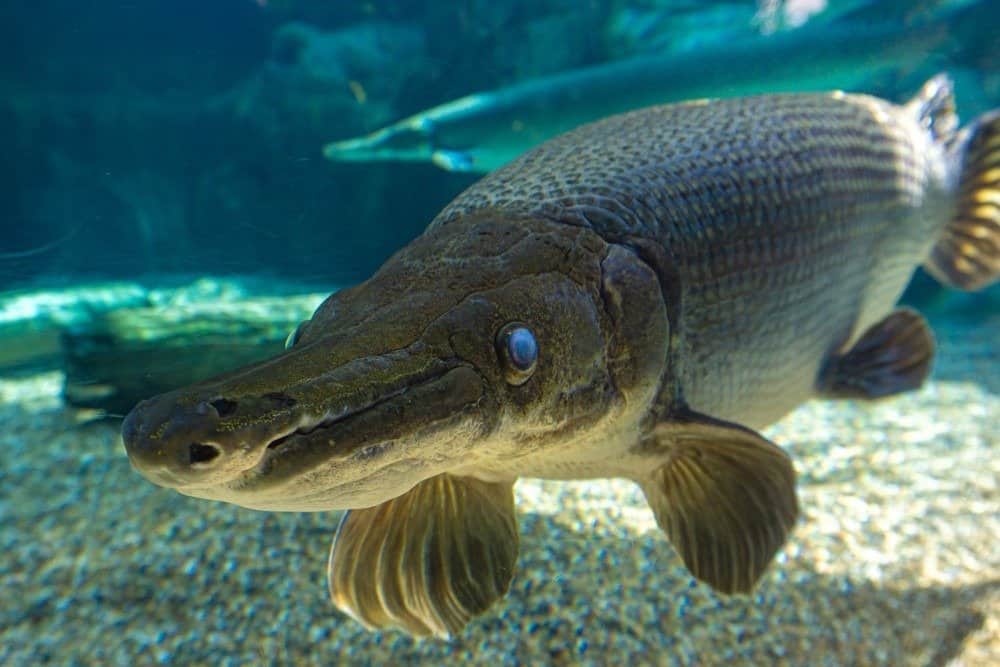 L'alligatore gar (Atractosteus spatula) è un pesce eurialino con pinne raggiate imparentato con la pinna di prua nell'infraclasse Holostei.