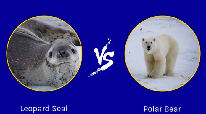 Foca leopardo vs orso polare: qual è la differenza?

