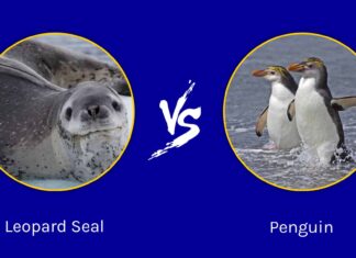 Foca leopardo vs pinguino: qual è la differenza?
