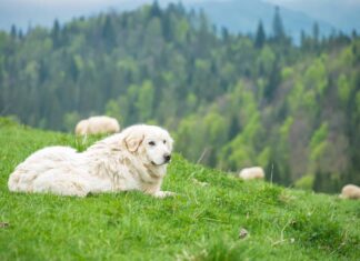 Cane da pastore dei Tatra polacco
