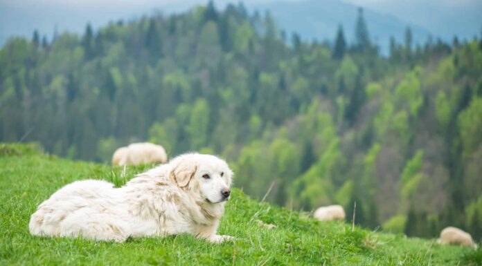 Cane da pastore dei Tatra polacco
