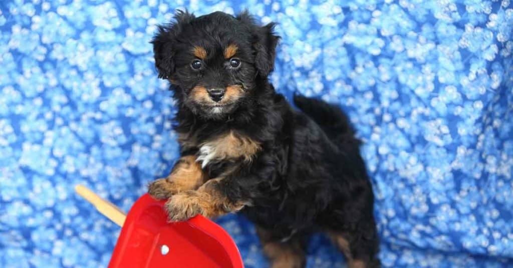 Cucciolo di Pomapoo in posa con una carriola rossa