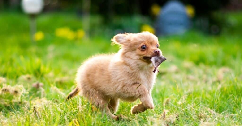 Cucciolo di Pomchi che corre attraverso il giardino (mix di chihuahua di Pomerania)