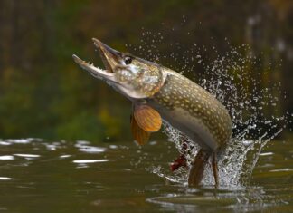 I 10 migliori luoghi di pesca in Wisconsin quest'estate
