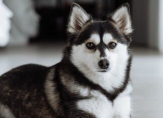 Pomsky
