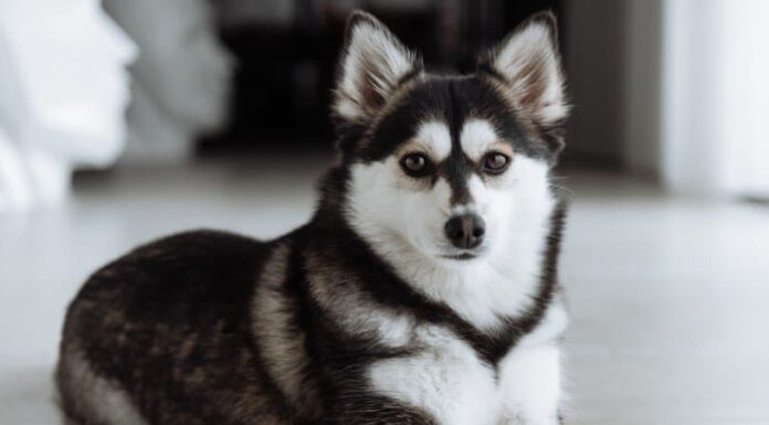 Pomsky
