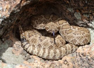 The Southwestern speckled rattlesnake (Crotalus mitchelli pyrrhus)