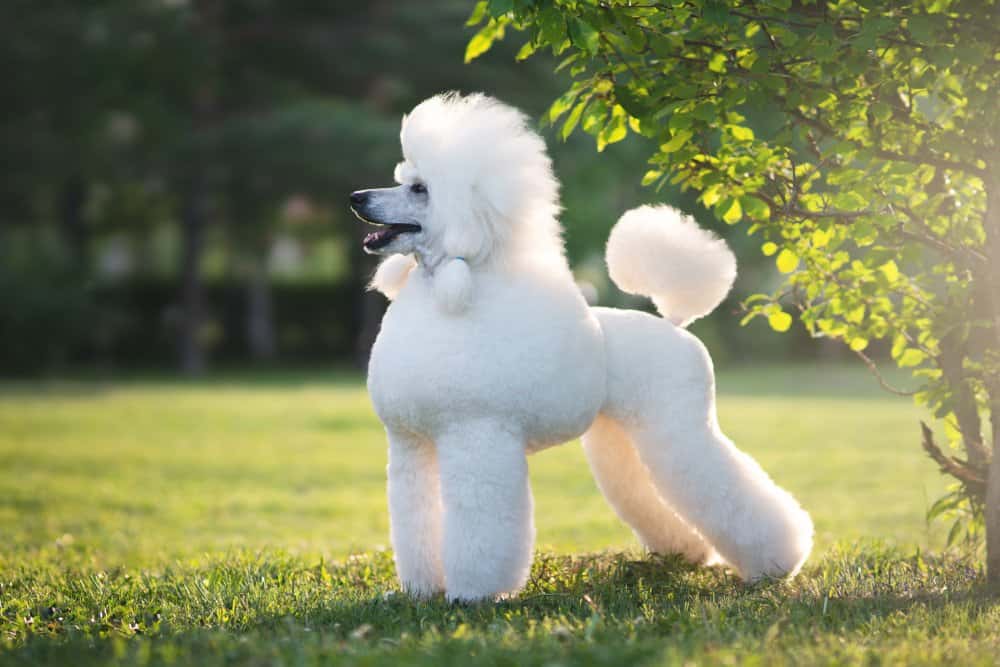 Barboncino (Canis familiaris) - barboncino bianco soffice in piedi nell'erba
