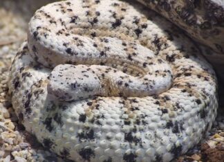 Scopri i primi sette serpenti più grandi (e più pericolosi) in Arizona quest'estate!
