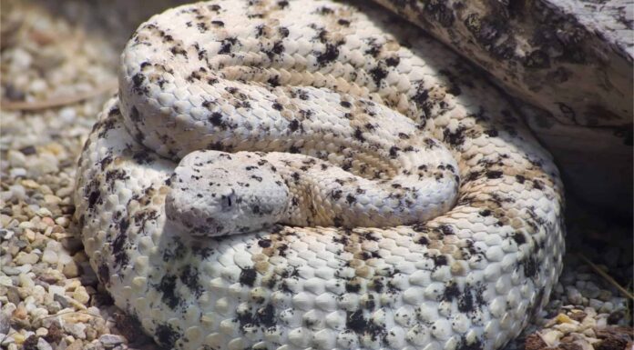 Scopri i primi sette serpenti più grandi (e più pericolosi) in Arizona quest'estate!
