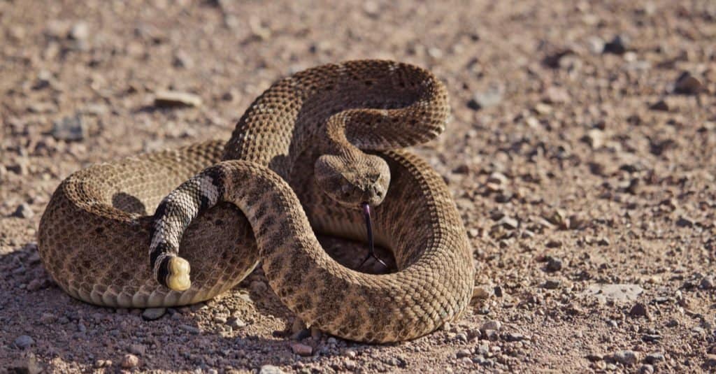 Un serpente a sonagli della prateria marrone, arrotolato e pronto a colpire, su uno sfondo neutro di terra e piccoli ciottoli.