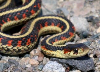 Scopri i serpenti più grandi (e più pericolosi) del Montana quest'estate
