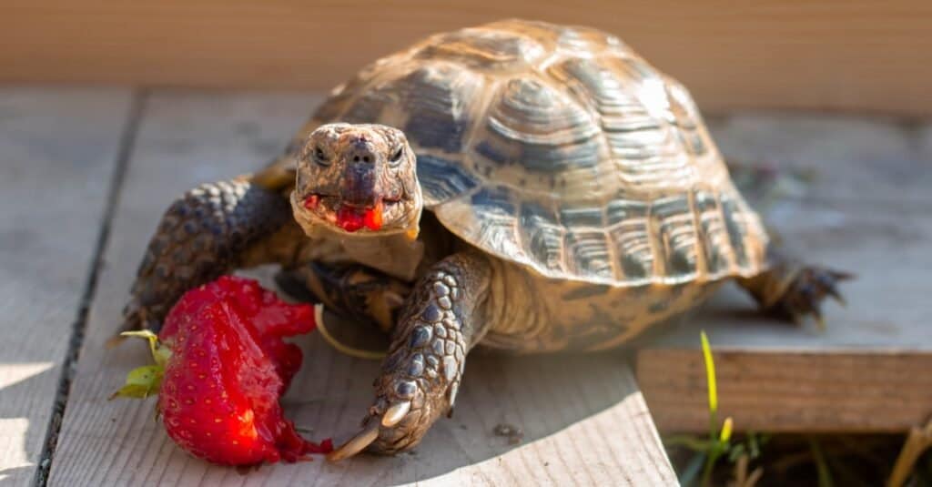 Tartaruga russa che mangia le fragole nel giardino