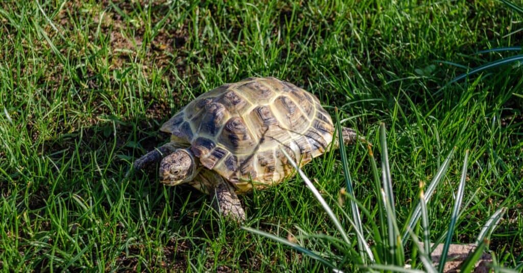 Tartaruga russa che striscia sull'erba verde.