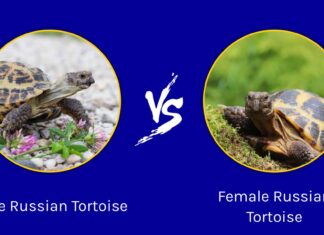 Tartaruga russa maschio vs femmina: quali sono le loro differenze?
