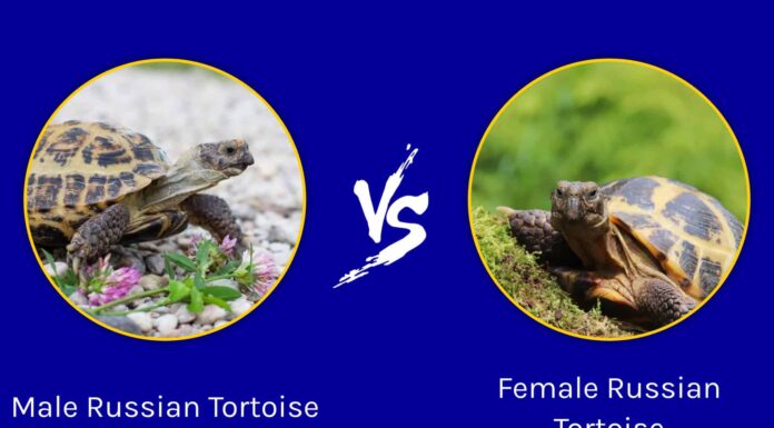 Tartaruga russa maschio vs femmina: quali sono le loro differenze?
